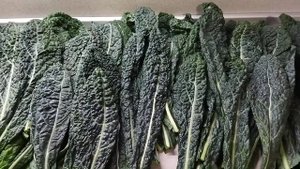 Улов Капусты Кале в 2021 г. (сорт Тоскана)