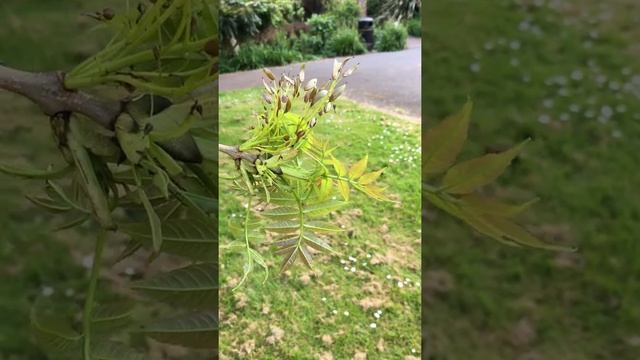 Weeping Ash (Fraxinus excelsior 'Pendula') - leaves & young samaras - May 2018