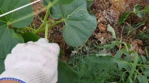 Огурец Паратунка такого гиганта вы не видели!