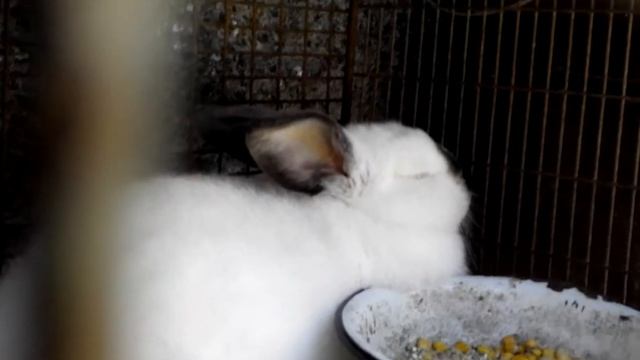 КАЛИФОРНИЙСКАЯ ПОРОДА КРОЛИКОВ смотреть онлайн