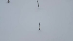 Зимний обзор кустов ежевики, малины и голубики. Дачные будни.