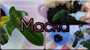 Группа ВК?ФИЛОДЕНДРОН Маска вариегатная?MAGIC MASK?Срочная пересадка?Болтается на тонкой шейке?