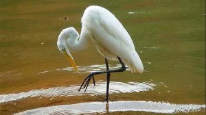 Елена Паршина - Цапля (ст. П.Воронько)