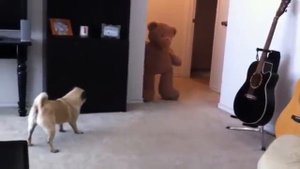 Мопс испугался плюшевого медведя