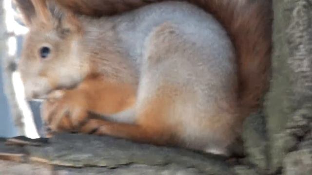 Белка орех дерево Fujifilm FinePix HS30EXR смотреть онлайн