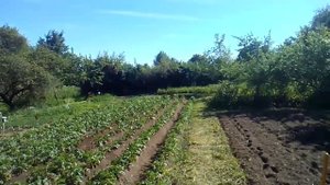 окучивание картофеля культиватором