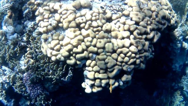 Снорклинг на Красном море, в Египте, отель Шератон. Очень красивый домашний риф прямо перед отелем. смотреть онлайн