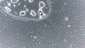 Почвенные бактерии