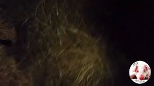 Завести корову или козу?! Корову! Содержание коровы в ЛПХ