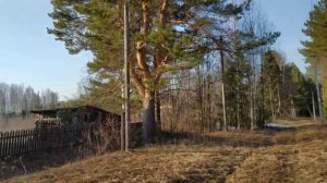 Берёзовый сок. Самоизоляция в деревне. Часть 6-я.mp4