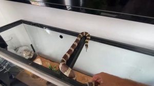 Калифорнийская королевская змея и противный тёплый человек..
