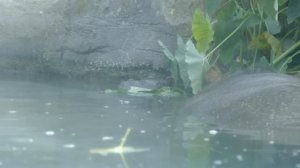 Baby Hippo Makes a Splash at the San Diego Zoo