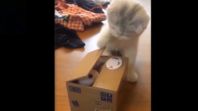 #short# a funny cat want to git out a cat doll смотреть онлайн
