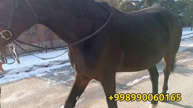 ЕВРОПАДАН КЕЛГАН ОТ TORIYA 182 СМ 7 ОЙЛИК БОГОЗ. ПРАДОЁТСЯ ЛОШАДЬ Mus TvБАЙ ТВHiloliddin Uz