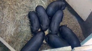 Вьетнамские поросята (молодняк)сами едят.