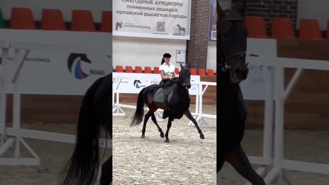 Выступление в дамском седле на ахалтекинской лошади смотреть онлайн