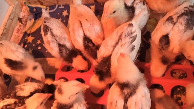 От яйца до первого КУ-КА-РЕ-КУ!! Пушкинская полосато-пестрая. смотреть онлайн