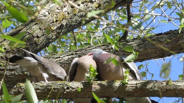 Птицы Белгородской области - Вяхирь кормит птенцов 02.07.2018 смотреть онлайн