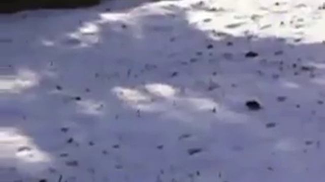 Кот бежит от мышки! смотреть онлайн