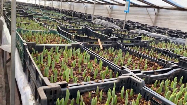 Первая неделя выгонки тюльпанов в теплице, 21.01.2023 г. смотреть онлайн