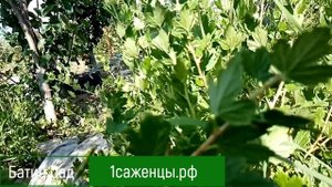 Крыжовник Полонез