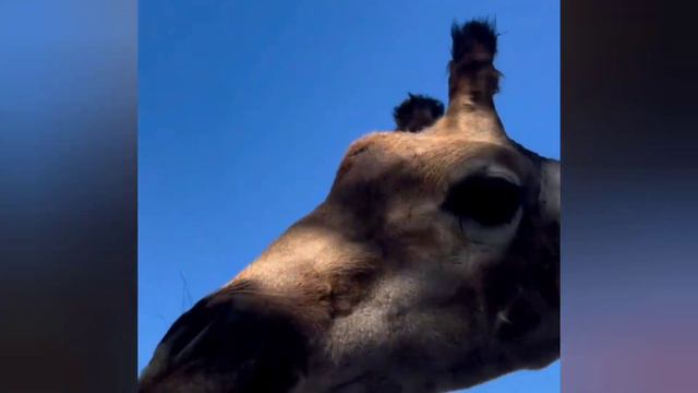 Одиннадцатая по счёту из всех загубленных жирафов в Тайгане - жирафа Леди. ТАЙГАН НАЦИОНАЛИЗИРОВАТЬ смотреть онлайн