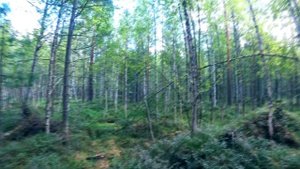 НАТКНУЛСЯ НА ЛЕЖАНКУ МЕДВЕДЯ|ВОКРУГ НАШЕЛ КАКИЕ-ТО НЕ ПОНЯТНЫЕ КОСТИ