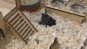 ПОСЛЕДНЕЕ видео хомки ОРЕО ...   Прощай пушистик...          / Alisa Easy Pets