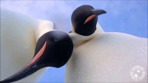 Два пингвина нашли камеру 