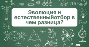 Эволюция и естественный отбор в чем разница?