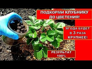 ПОДКАРМЛИВАЮ КЛУБНИКУ ЭТИМ ВЕСНОЙ ЯГОДА С КУЛАК И СЛАДКАЯ!Органическая подкормка КЛУБНИКИ