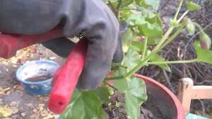 Обрезка пеларгоний осенью. Фитоверм от цветочных вредителей.Pruning pelargonium in the fall Fitover