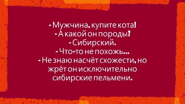 Анекдоты про котиков смотреть онлайн