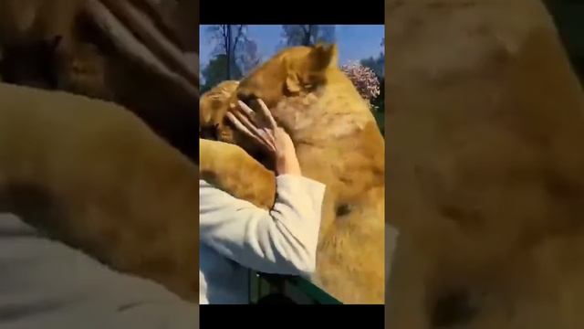 #доброта #львята #трогательно #рекомендации #вмиреживотных смотреть онлайн