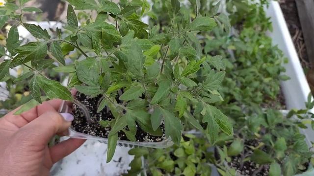 Обработка винограда.16.05.21.Посадка томатов в о.г.Сею огурцы в о.г. смотреть онлайн