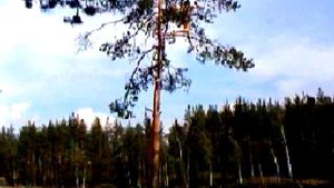 СВОБОДНОЕ ПАДЕНИЕ ТЕЛА- набор демонстрационных экспериментов