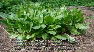 С какого возраста цыплятам можно давать цельное зерно