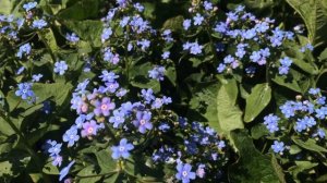 2 часа!  Поле незабудок звуки природы)Пение птиц .forgetmenot.relaxing birdsong