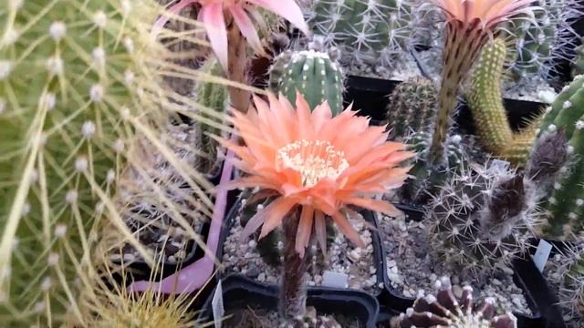 Кактусы.Расцвело пятьдесят эхинопсисов гибридных.Cacteen