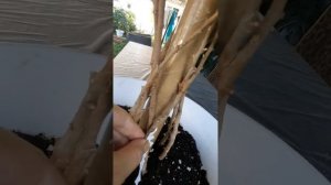 Плетение фикуса Бенджамина (продолжение)