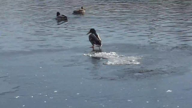 True Russia  The ducks at the swamp