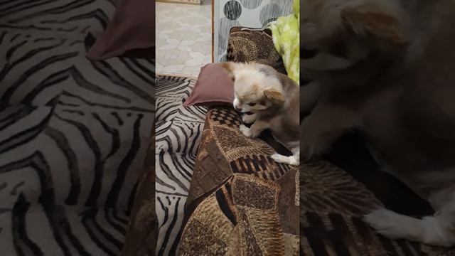 Осторожно!! В доме злые собаки?? смотреть онлайн