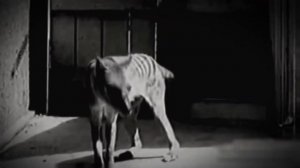 Тасманийский дьявол, западный нинго, сумчатые животные Австралии.