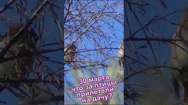 Что за птицы прилетели к нам на дачу в марте