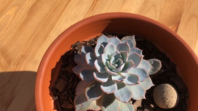 Echeveria Violet Queen - HD Succulent Video (4K) смотреть онлайн