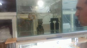 Акара бирюзовая. Тренированная! Нападают как бык.