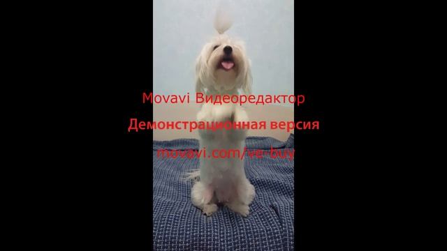 Стиль собачки. Стиль нашей Ляли. (Белая балованная болонка танцует). Мальтийская болонка (Мальтезе)