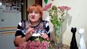 Очиток пурпурный. Природный противовирусный источник.