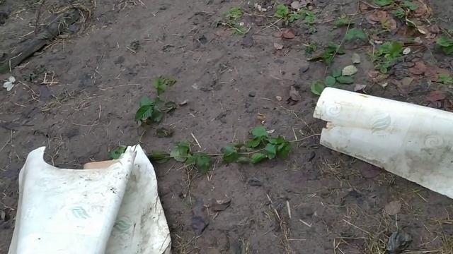 Ежевика без шипов зимует без укрытия.