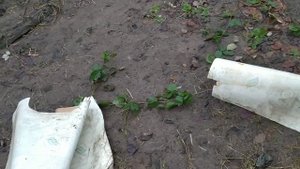 Ежевика без шипов зимует без укрытия.